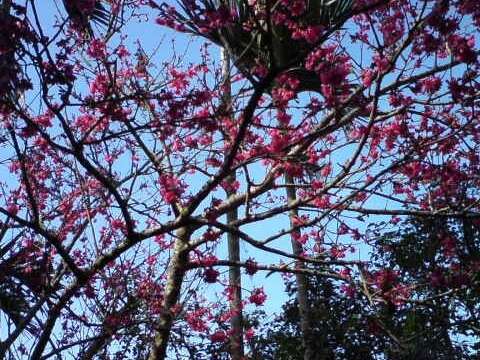 天香園梅仔雞餐廳