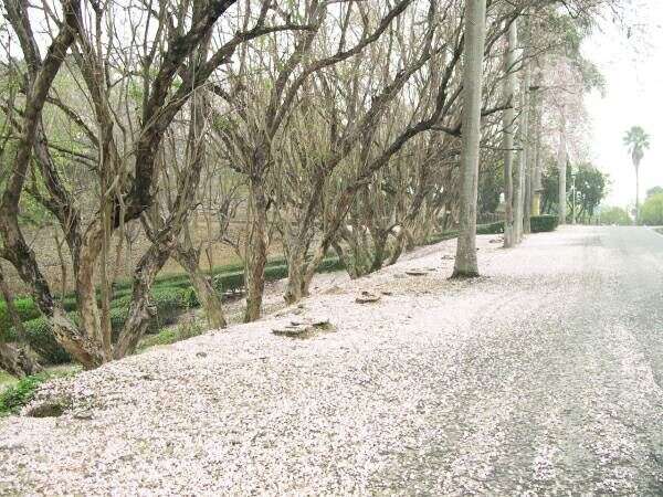 烏山頭水庫 櫻花大道