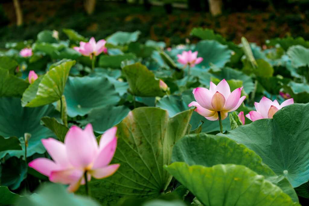 白河蓮花