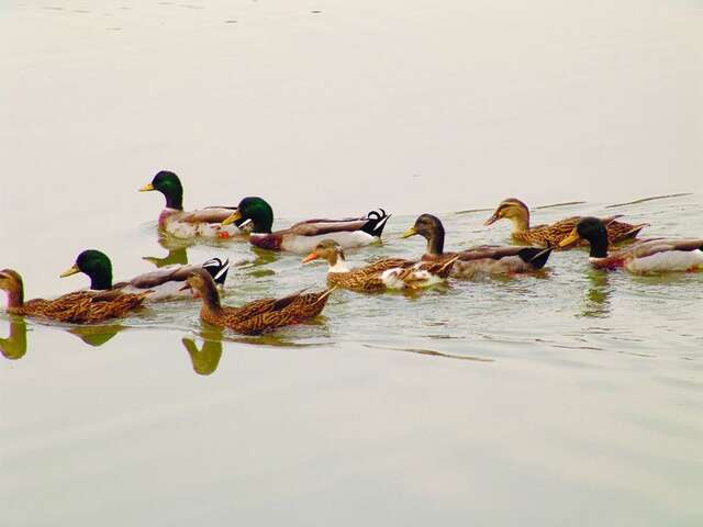 天鵝湖公園(舊名埤寮埤)