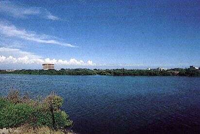 將軍溪口紅樹林