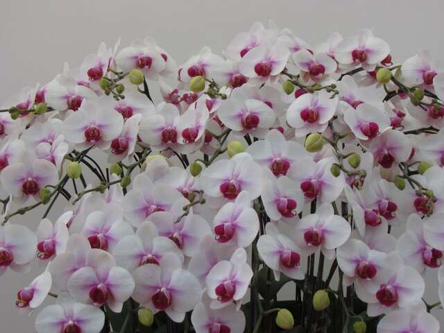 Taiwan Orchid Plantation(台灣蘭花生物科技園區)