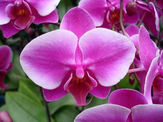 Orchid Botanical Garden(蘭科植物園)