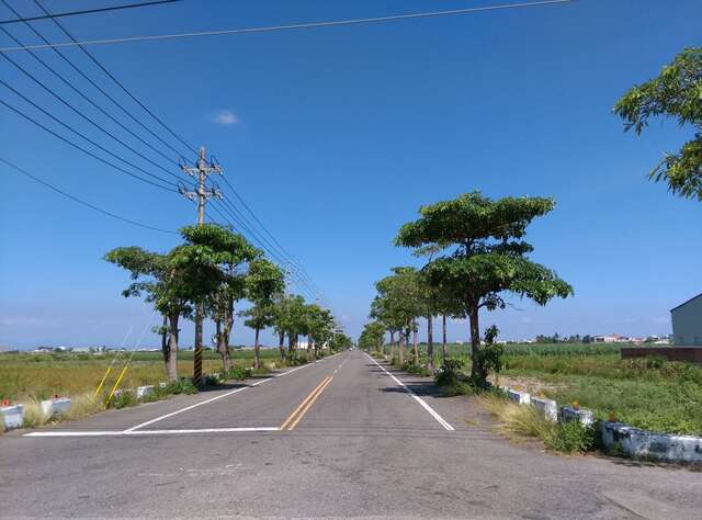 七股黑板樹廊道