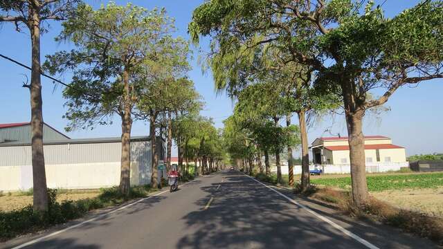 七股黑板樹廊道