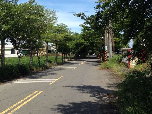 下營小葉欖仁綠色隧道