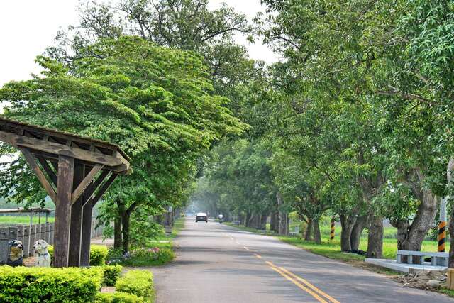玉豐芒果樹綠色隧道