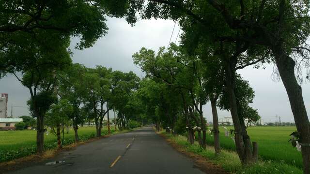 後壁上茄苳樟樹廊道