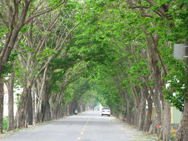 新營印度紫檀綠色隧道