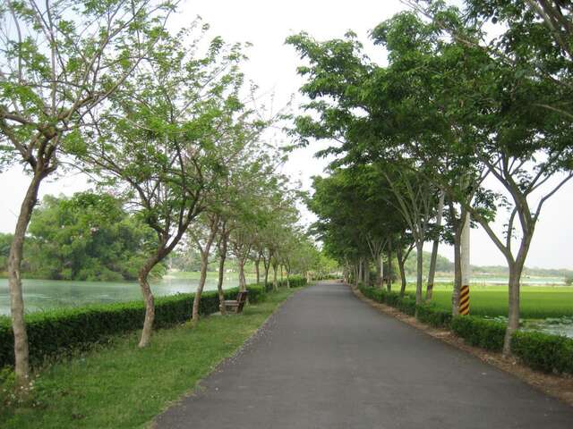 白河將軍埤南洋櫻廊道