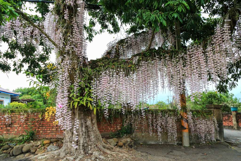 石斛蘭 デンドロビウム の滝 石斛蘭瀑布 台南旅行サイト