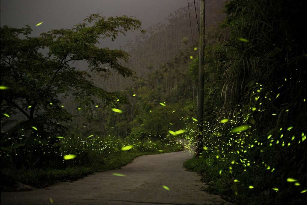 螢火蟲為你照亮夜晚的道路