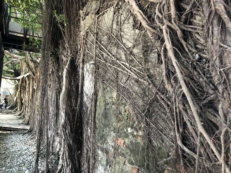 The back wall of the Anping Tree House (2)