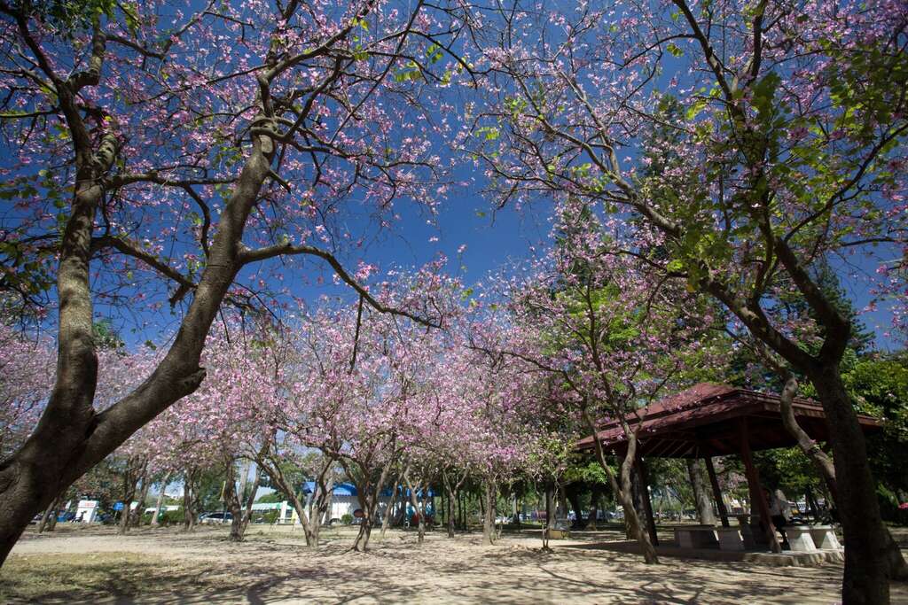 台南公園羊蹄甲