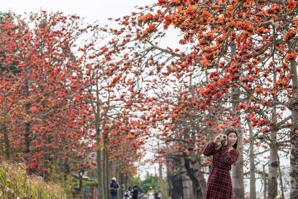 台湾诗路木棉花