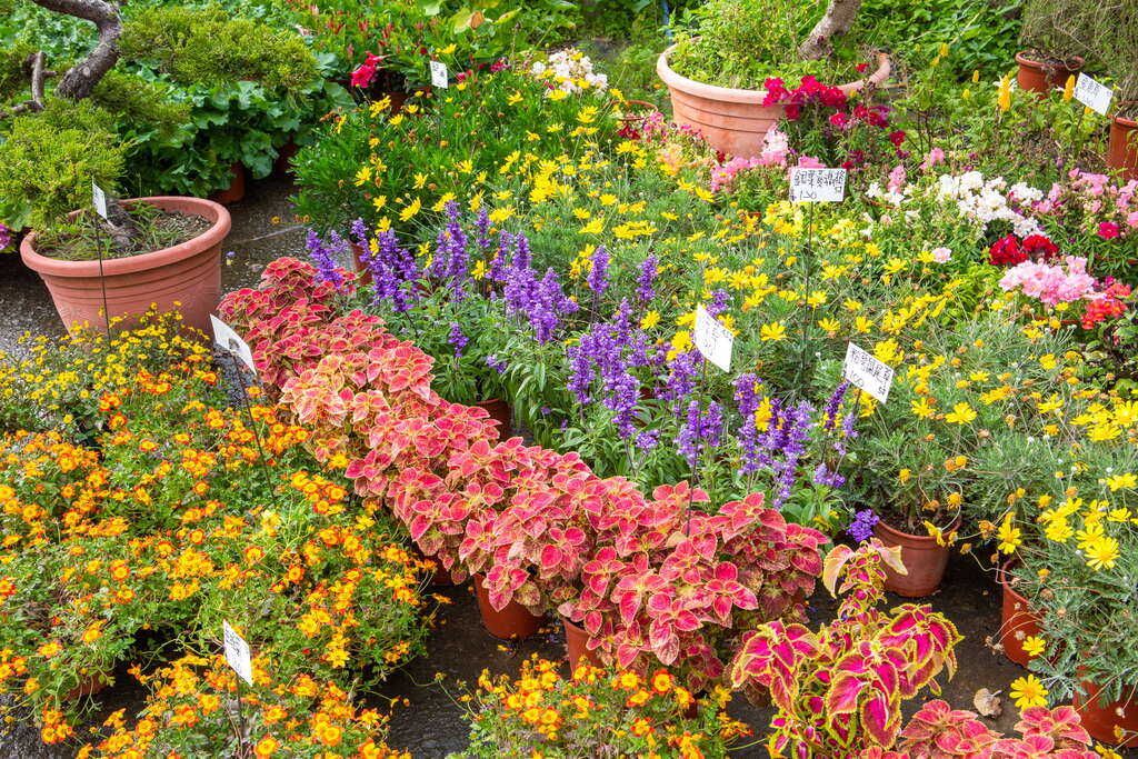 歸仁七甲花卉區 台南旅遊網