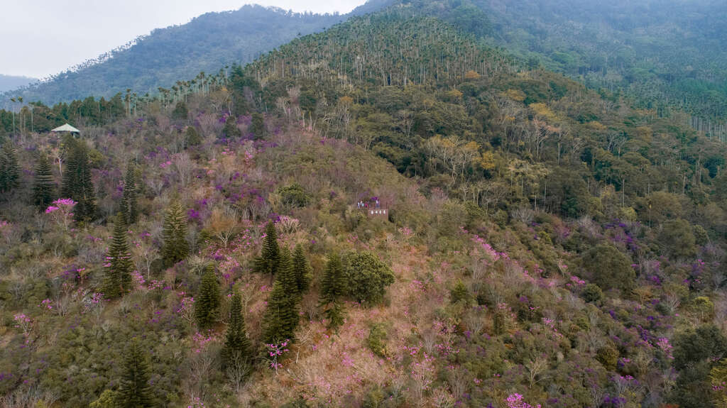 遍布山腰的粉红